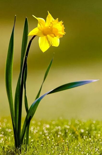 Daffodil