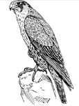 A drawing of a bird  Description automatically generated