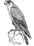 A drawing of a bird Description automatically generated